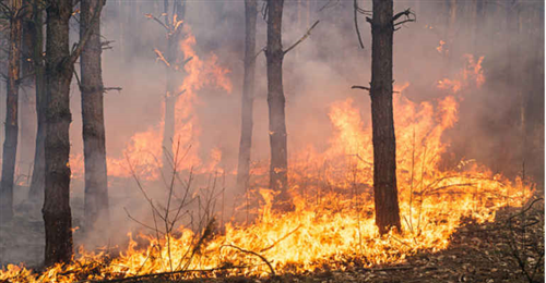 Pericolo incendi boschivi